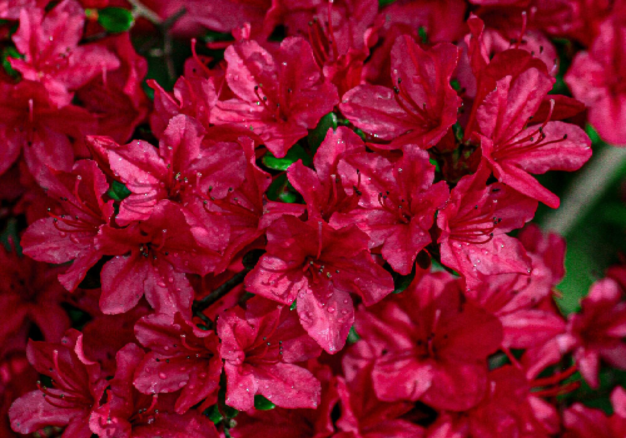 Red Azalea in Augusta