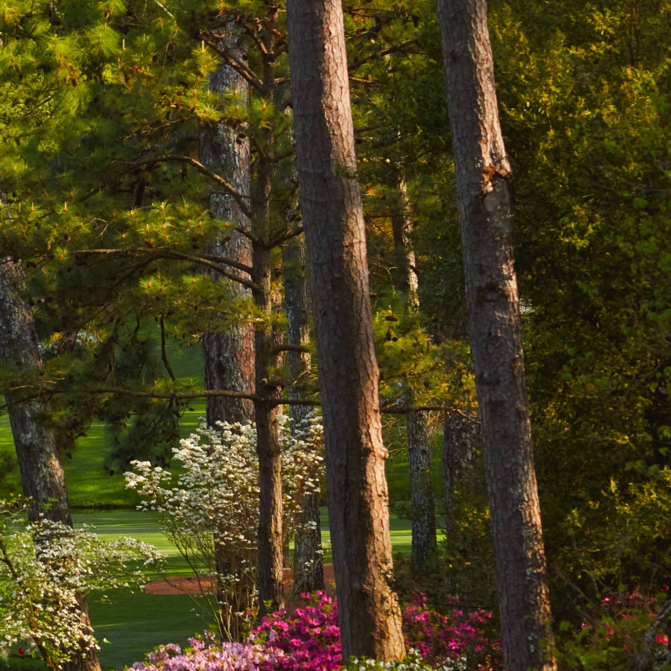 Trees and flowers at the Masters