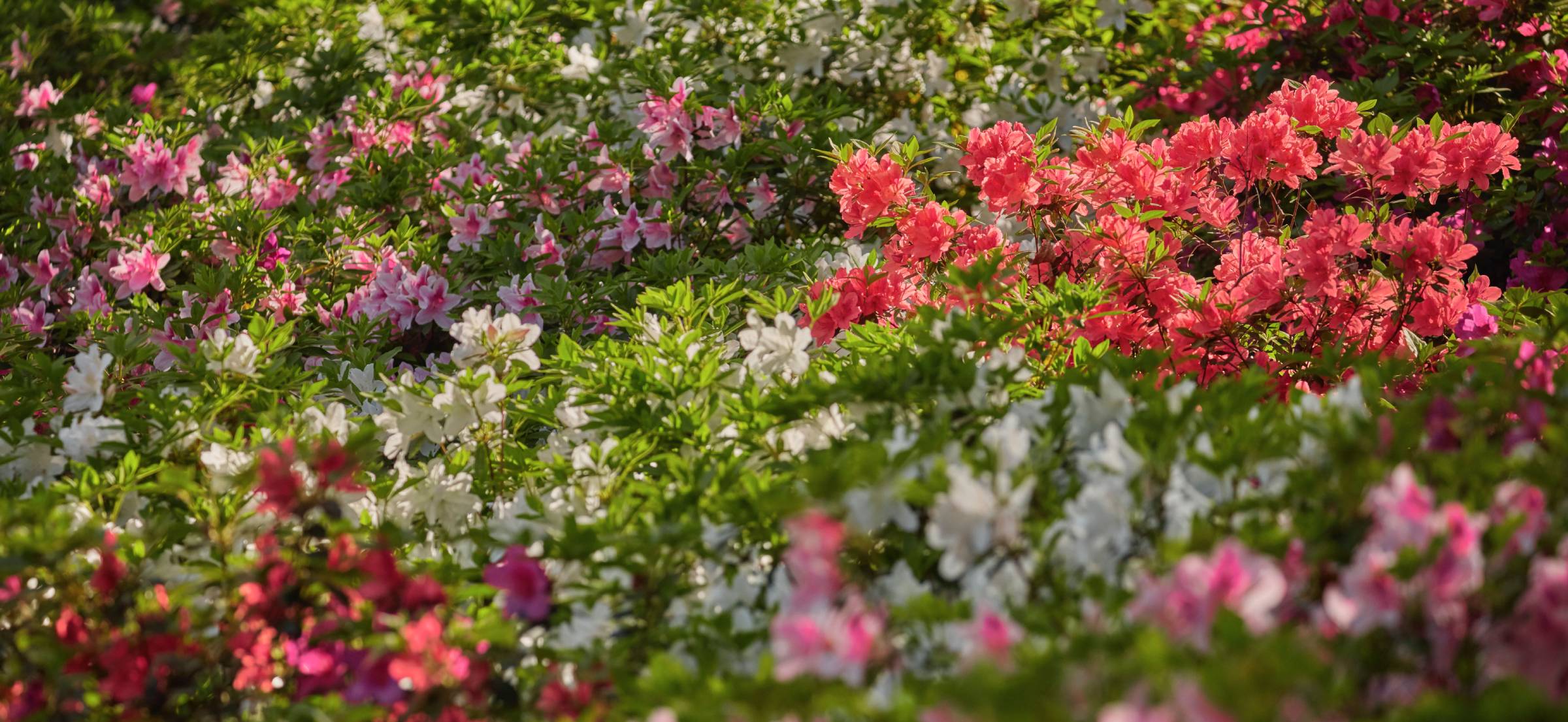 Azalea at The Masters